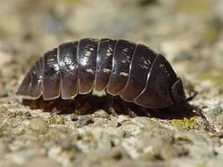 Kellerassel Armadillidium vulgare