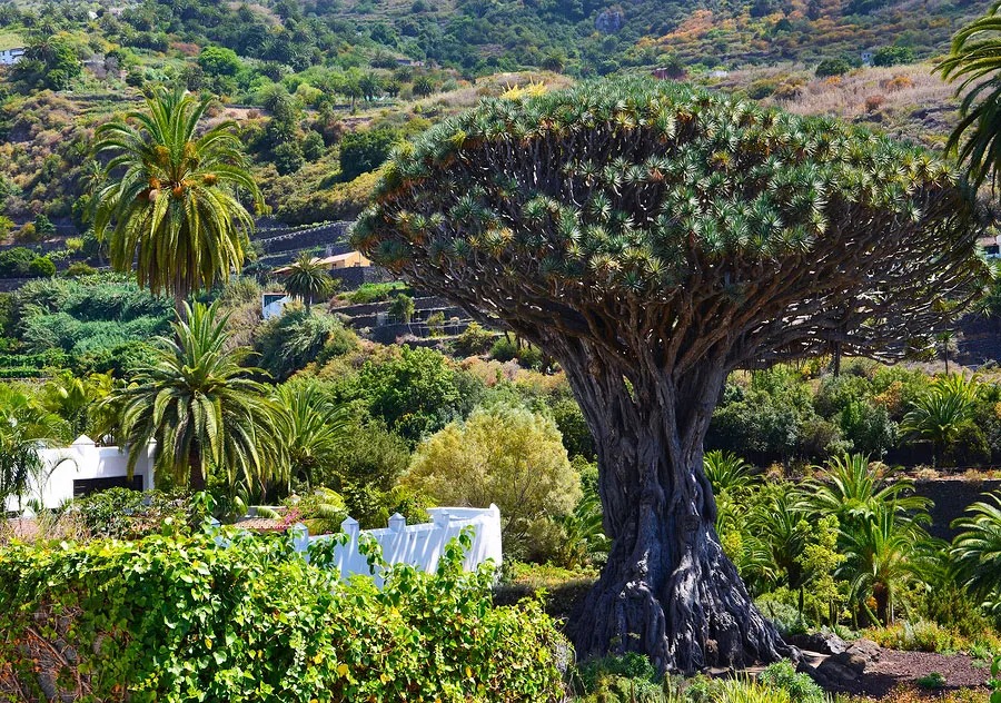 Millenary Dragon Tree of Icod de los Vinos in Tenerife